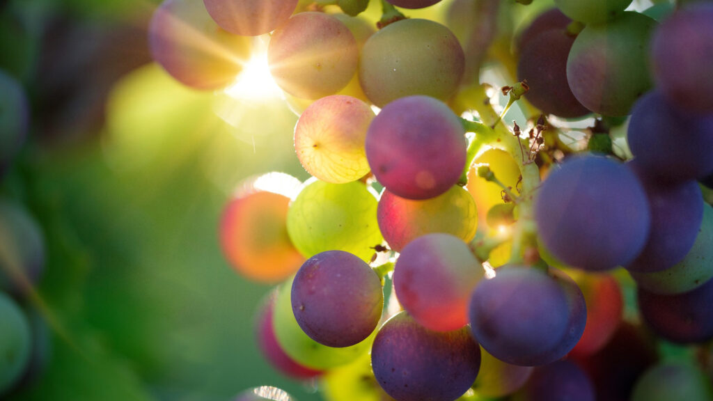 Grapes